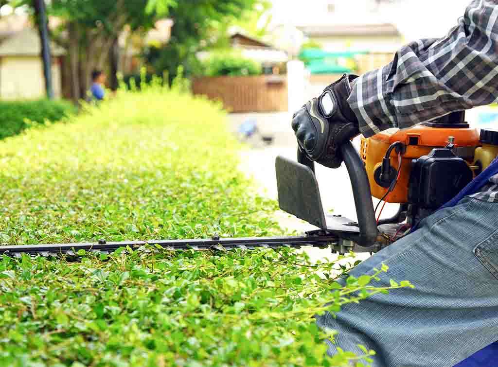 Hedge-trimming