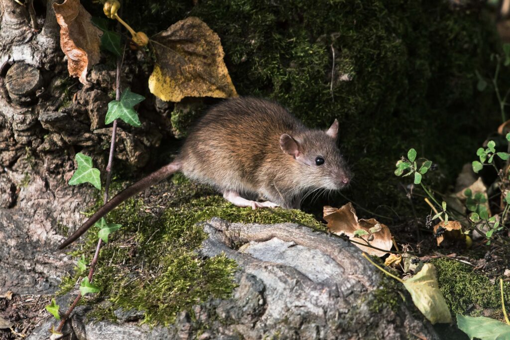 Rodent Removal Sydney: What Happens During a Full House Inspection