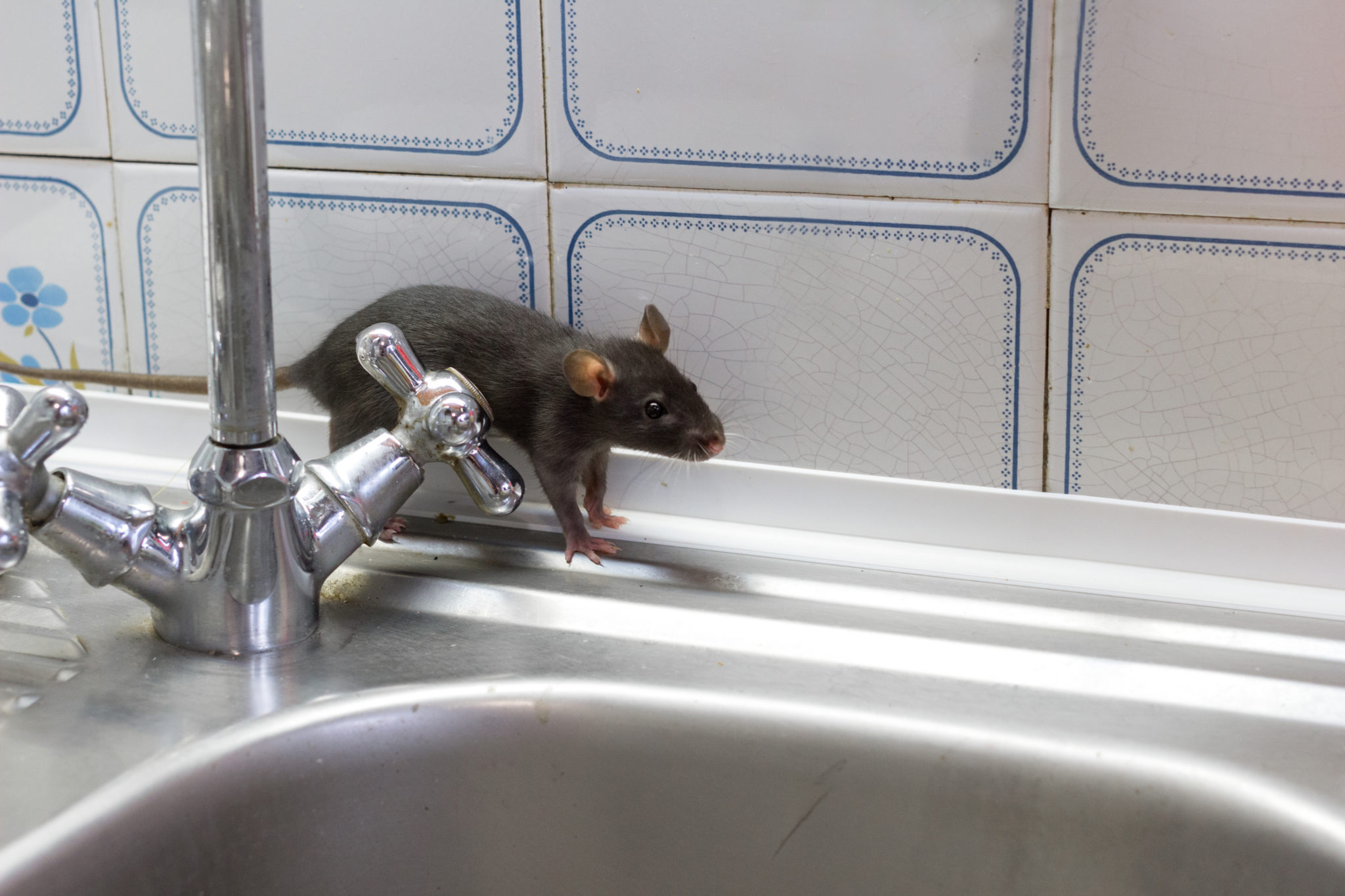 7 Signs You Need a Rodent Exterminator in Sydney Immediately