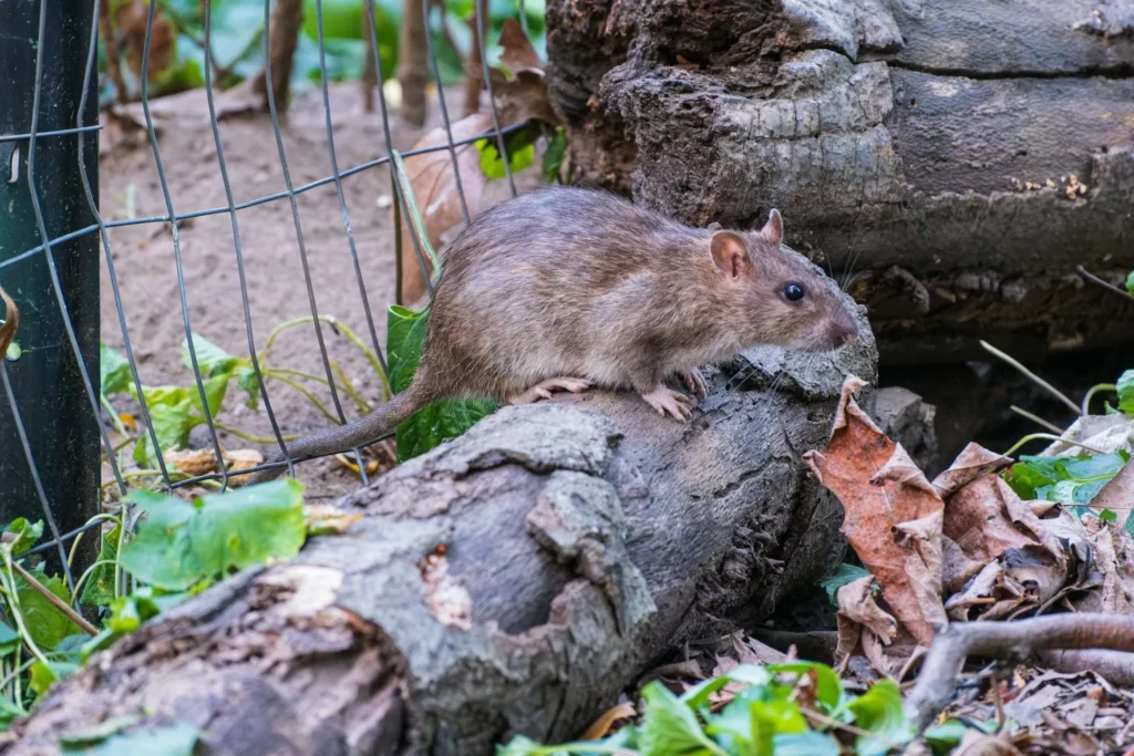 7 Signs You Need a Rodent Exterminator in Sydney Immediately