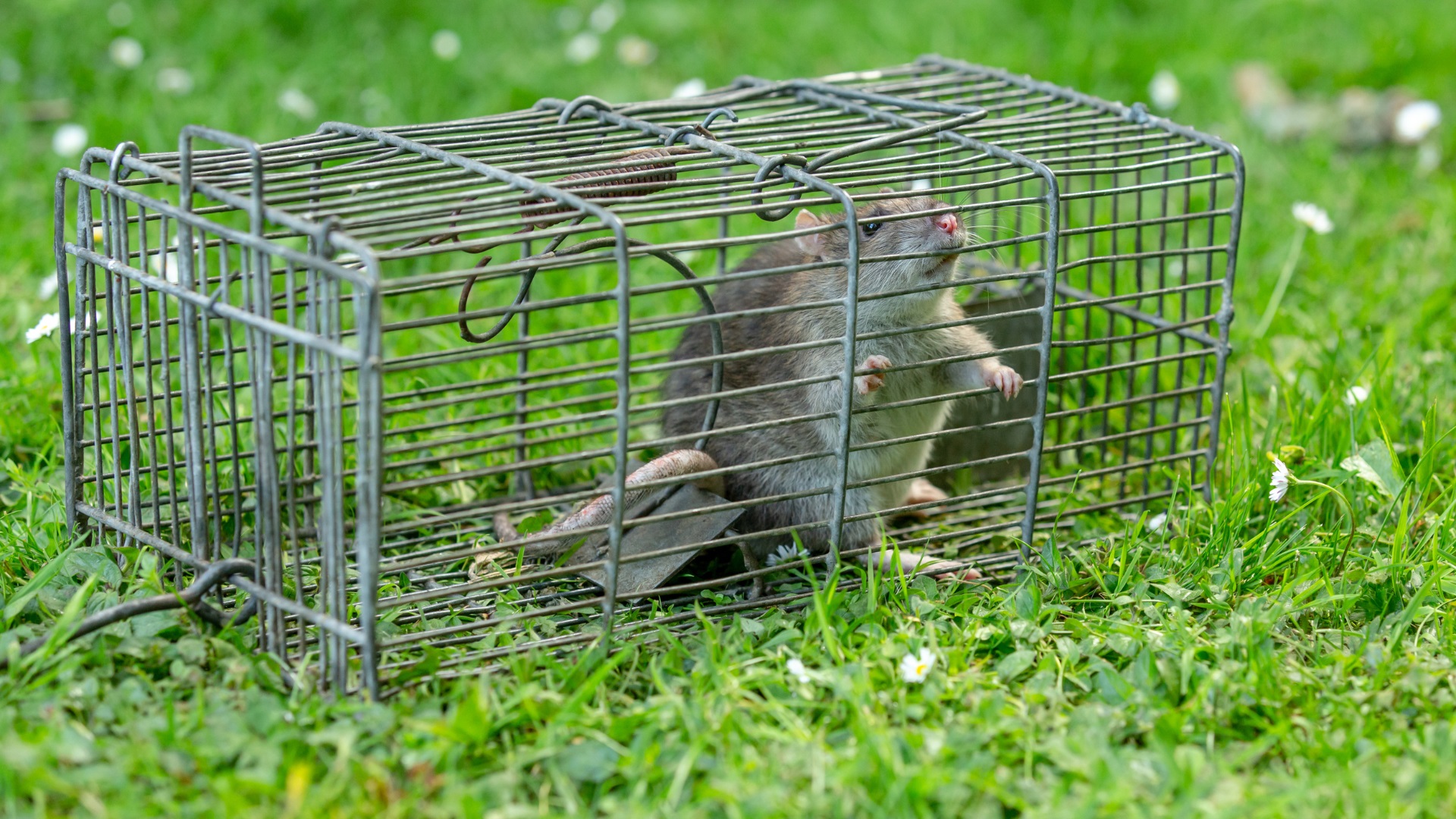 Rat Control Sydney Explained: How Bait Stations and Traps Differ