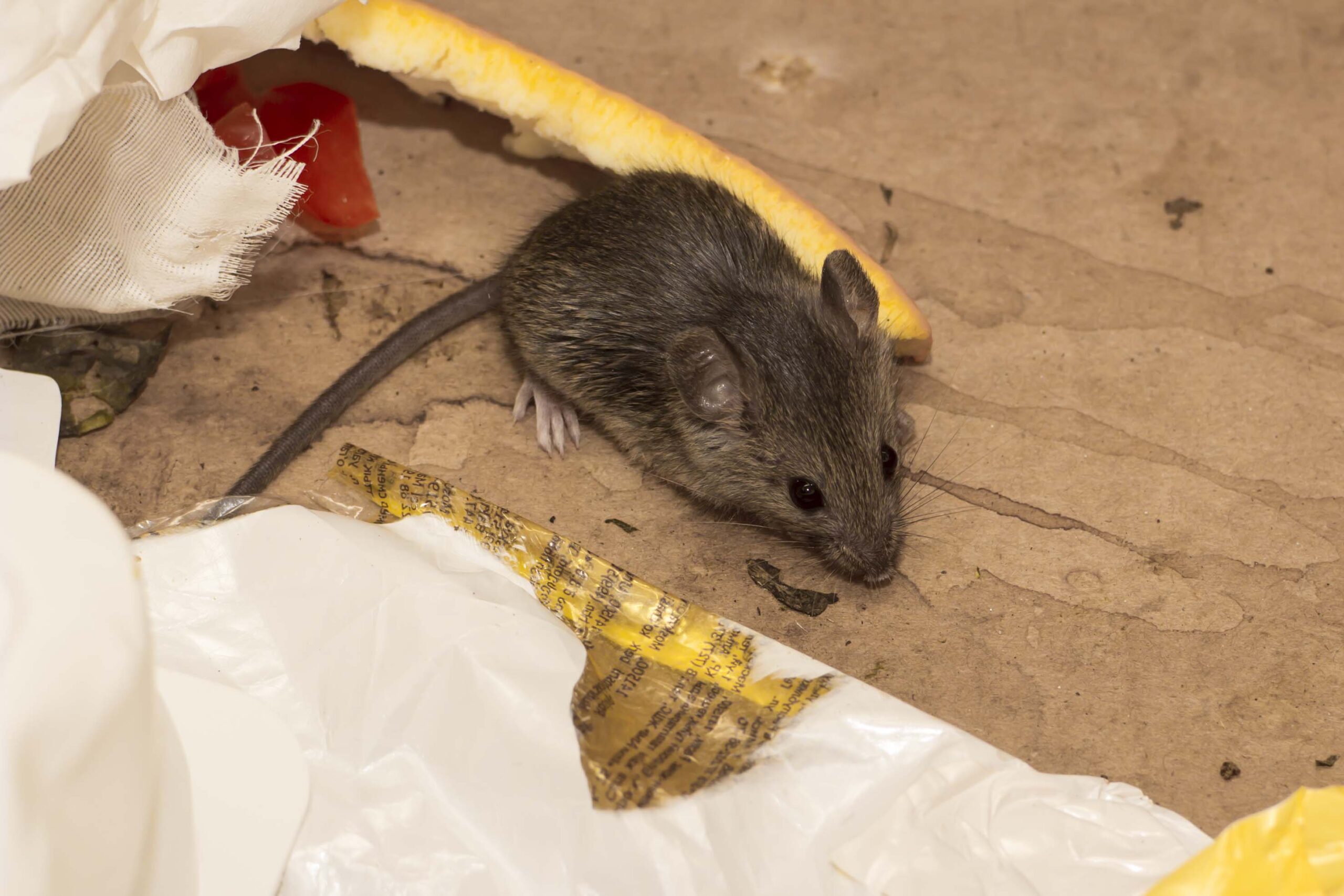 Rodent Removal Sydney: What Happens During a Full House Inspection post thumbnail image