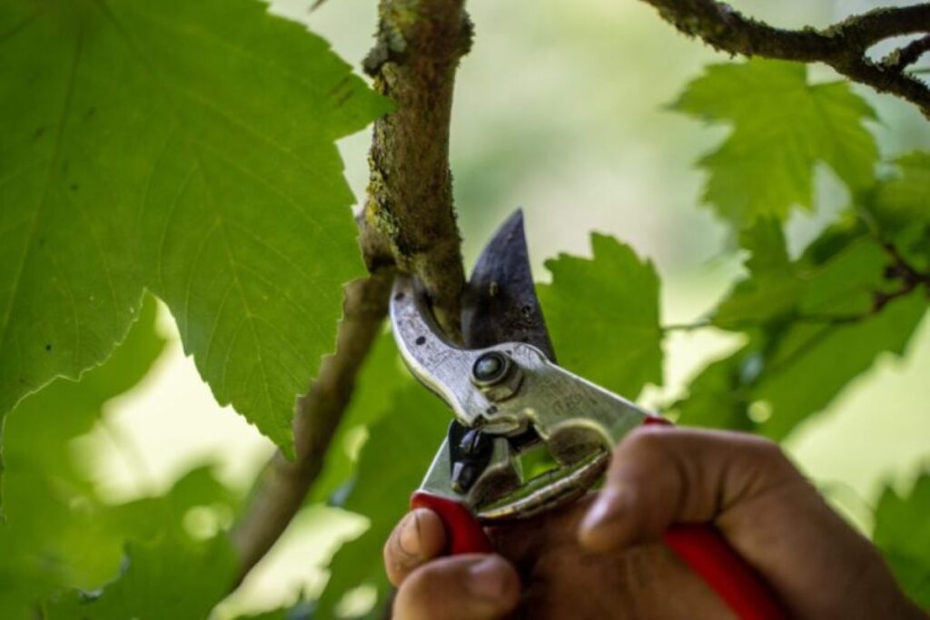 tree pruning cost