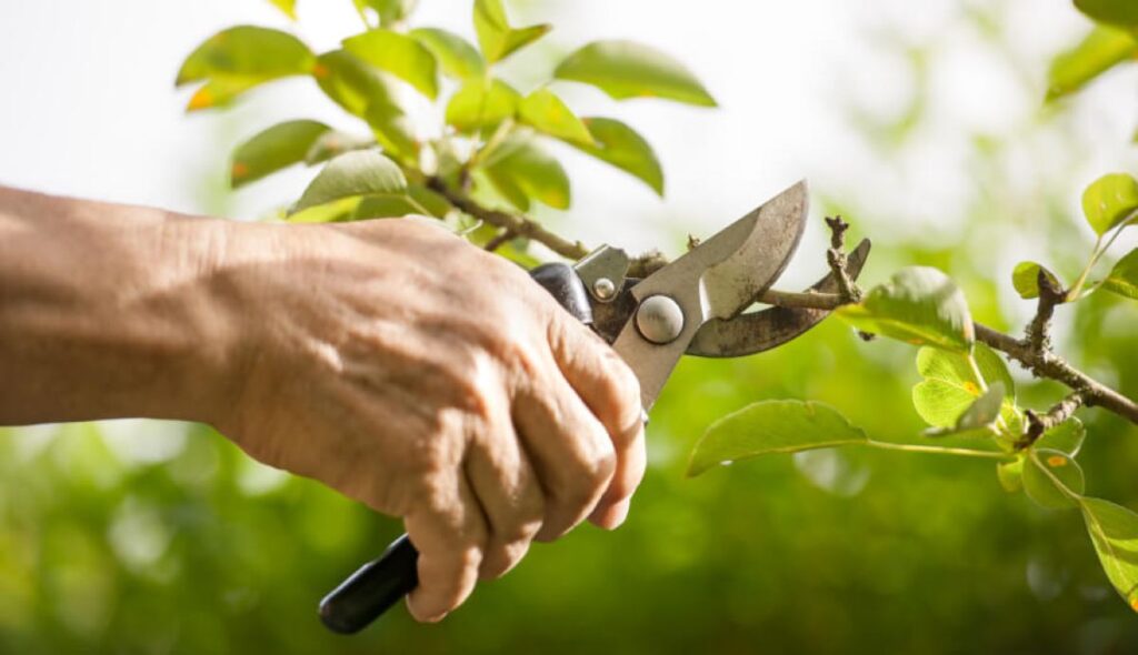 tree pruning cost