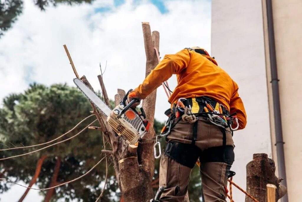 Level 5 Arborist Sydney