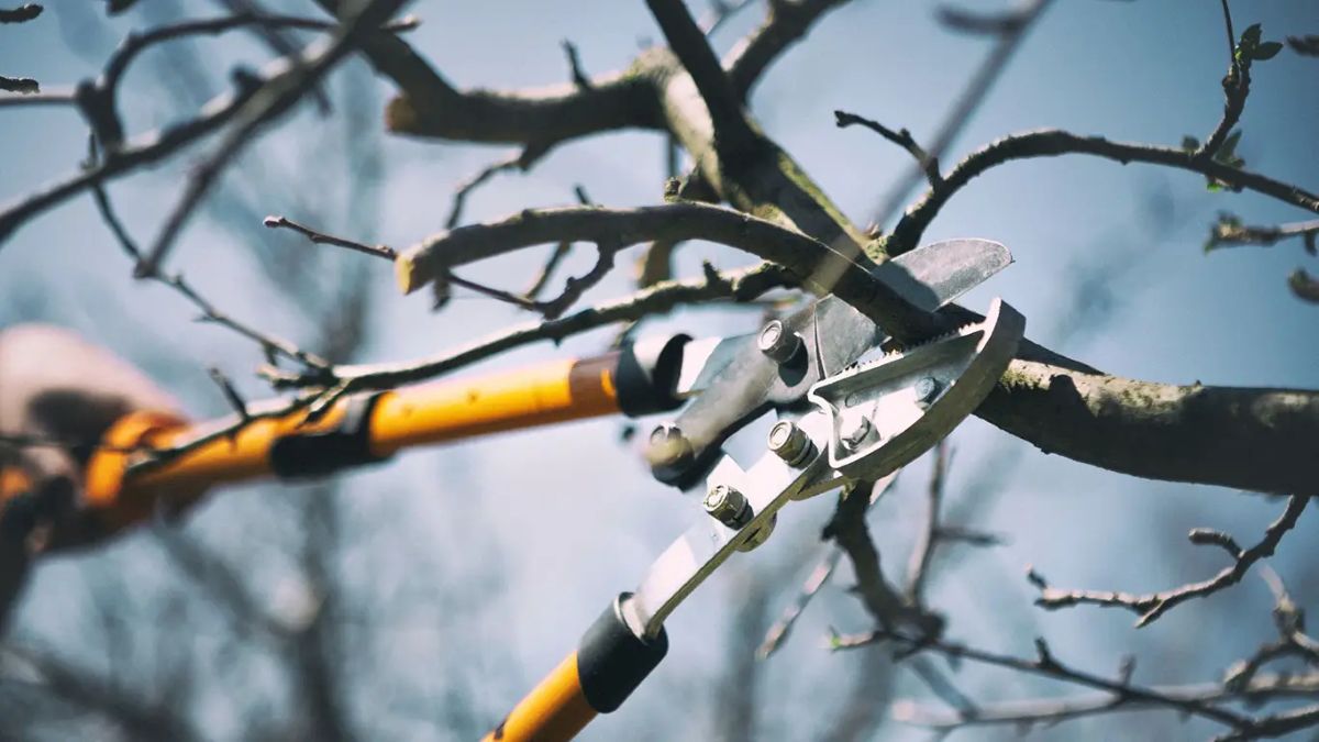 tree pruning cost