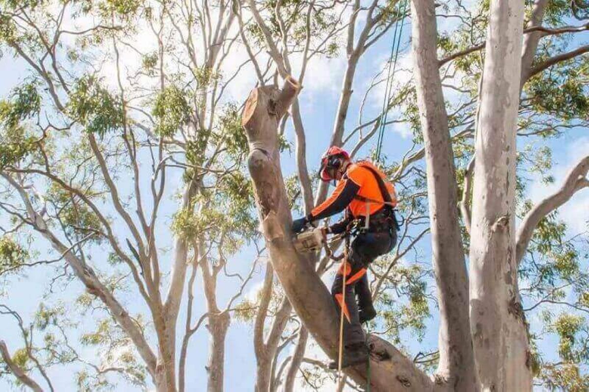 Is it Worth Hiring a Level 5 Arborist Sydney for Development Applications? post thumbnail image